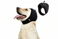 A light cream-colored Labrador retriever wearing a black dog head collar, shown alongside a floating product view of the black collar on a plain white background.